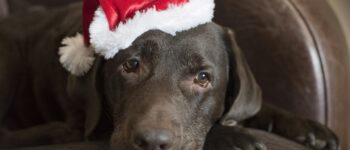 cute Labrador in a santa hat