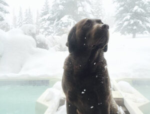 cute dog in the snow between hot tubs