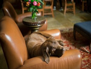 Tivoli Lodge family pet dog Speed