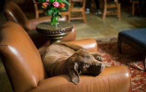 Tivoli lodge family pet dog named Speed