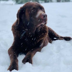 chocolate Labrador Speed enjoys the snow Tivoli Lodge Vail Colorado