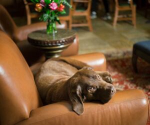 chocolate Labrador puppy waits on leather chair for someone to pet him Tivoli Lodge Vail Colorado