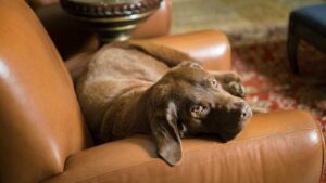 chocolate lap puppy relaxes in leather chair at the Tivoli Lodge Vail Colorado