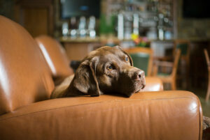 chocolate Labrador sits on chair greeting guests at the Tivoli Lodge Vail Colorado