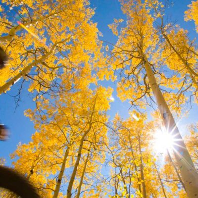 mountain biker rides though the falling yellow leaves on a sunny day Tivoli Lodge Vail Colorado