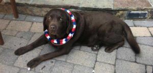 chocolate Labrador celebrates 4th of July with special collar Tivoli Lodge Vail Colorado