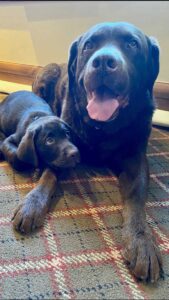 adult and puppy labs relax at the Tivoli Lodge Vail Colorado