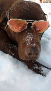 chocolate lab wears shades while relaxing in the snow Tivoli Lodge Vail Colorado