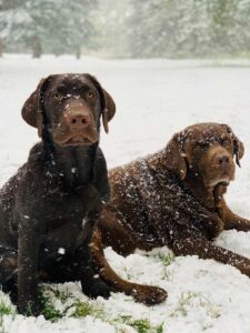two chocolate Labradors enjoy the snowy weather Tivoli Lodge Vail Colorado
