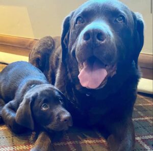 adult and puppy Labradors relax at the Tivoli Lodge Vail Colorado
