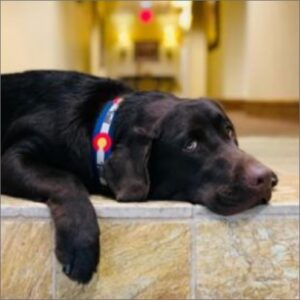 chocolate Labrador hopes someone comes over to pet him Tivoli Lodge Vail Colorado