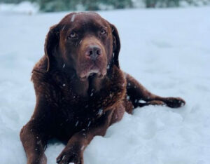 Chocolate Labrador Speed enjoys sitting in the snow Tivoli Lodge Vail Colorado