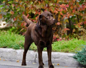 chocolate Labrador is on alert during his fall walk around the property Tivoli Lodge Vail Colorado
