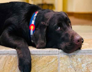 Racer the Labrador waits for some attention while wearing his Vail collar Tivoli Lodge Vail Colorado