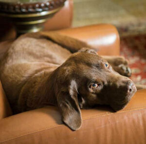 chocolate Labrador relaxes on leather chair hoping for attention Tivoli Lodge Vail Colorado