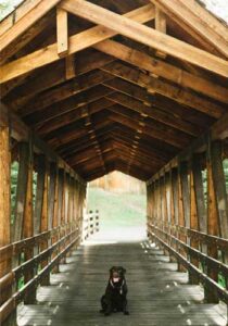 Racer, the pup, sitting on a covered bridge that leads to Vail Village, CO