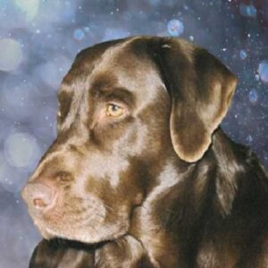 A beautiful, chocolate lab face turned to the left, belonging to Indy, the first chocolate lab of The Tivoli Lodge
