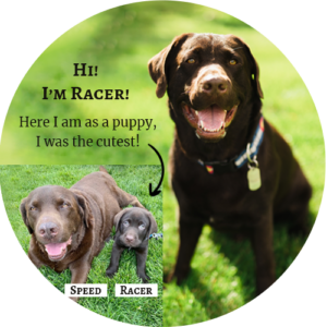 Racer, the Tivoli Lodge's chocolate lab mascot, sitting in the grass with another small picture of him as a puppy with his brother Speed
