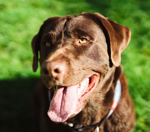 The Tivoli Chocolate Labrador - Tivoli Lodge