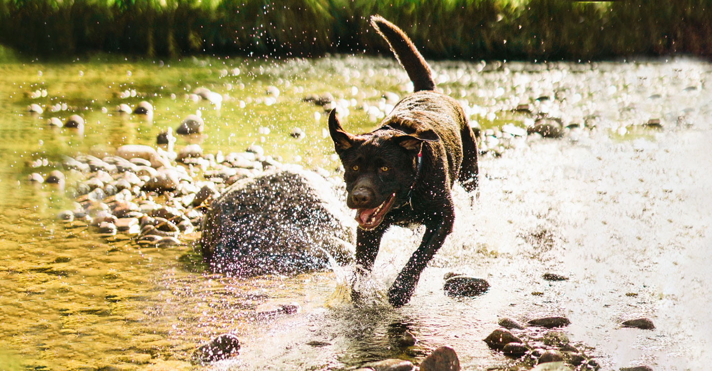 A chocolate lab splashing in the water of a river
