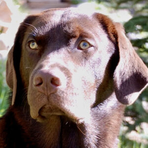 A close up face of a chocolate lab, Speed, a previous honored guest of The Tivoli Lodge