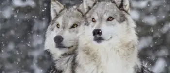 Wild Wolves of Yellowstone | National Geographic Live