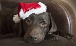 Christmas Day - Puppy wearing Santa hat